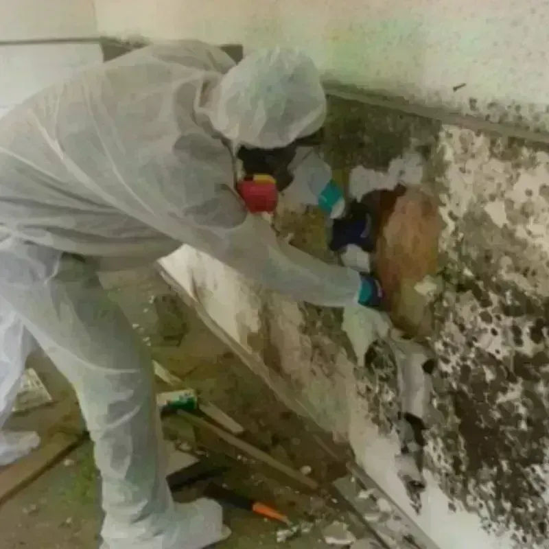 Mold Remediation and Removal in Pleak, TX